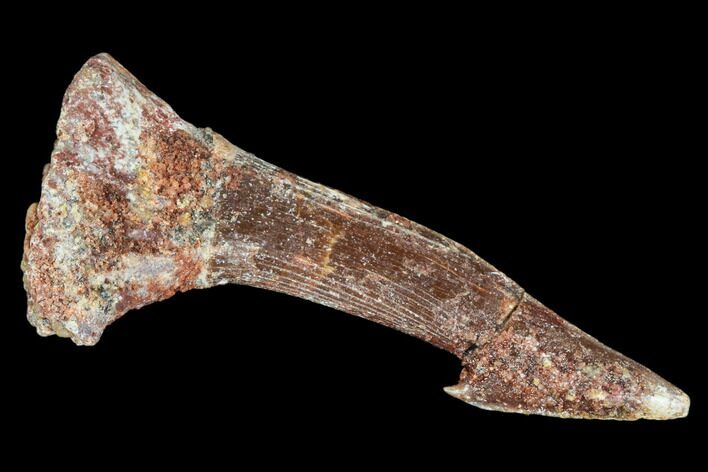 Bargain, Fossil Sawfish (Onchopristis) Rostral Barb- Morocco #106449